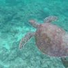 Trip to Turtle Heaven “Aka Island” / Kerama Islands, Okinawa